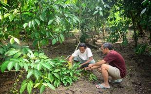 Cercah Inspirasi dari Kopi Kobshii Batui